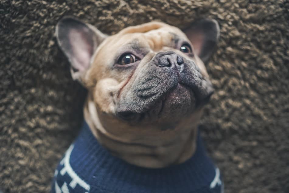 how to calm a french bulldog